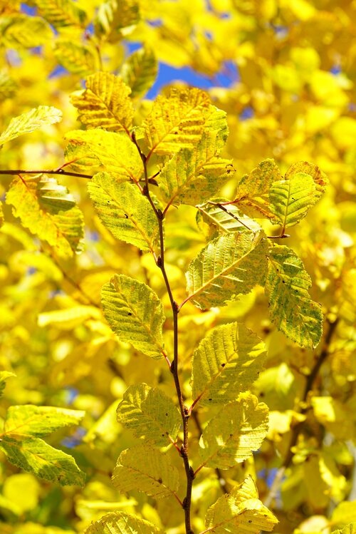 Voortuin bomen - Groen van bij ons