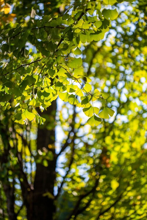Voortuin bomen - Groen van bij ons