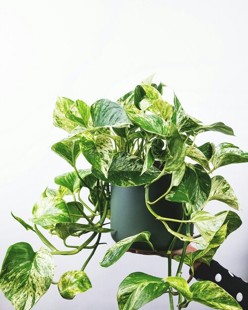 Waar kan je kamerplanten plaatsen - Groen van bij ons