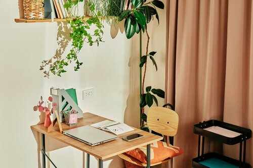 Waarom kamerplanten goed voor je zijn - Groen van bij ons