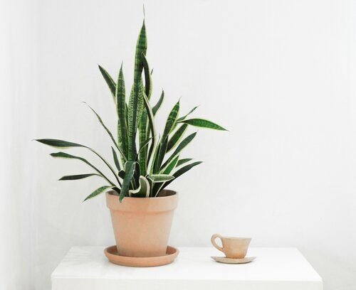 Waarom kamerplanten goed voor je zijn - Groen van bij ons