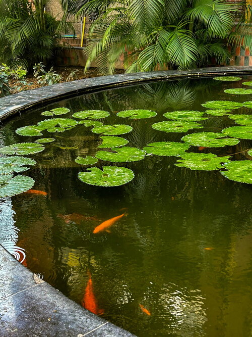 Waterpartij met omliggende vaste planten