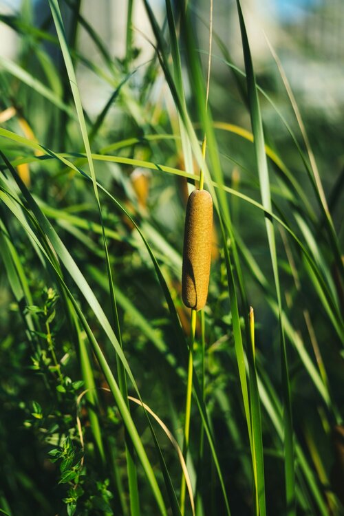 Water- en vijverplanten - Groen van bij ons