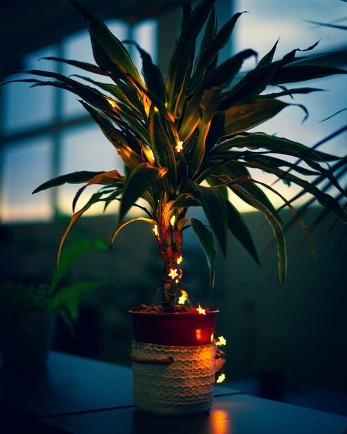 Welke 5 planten vervangen je kerstboom - Groen van bij ons