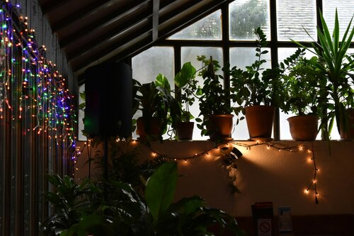 Welke 5 planten vervangen je kerstboom - Groen van bij ons