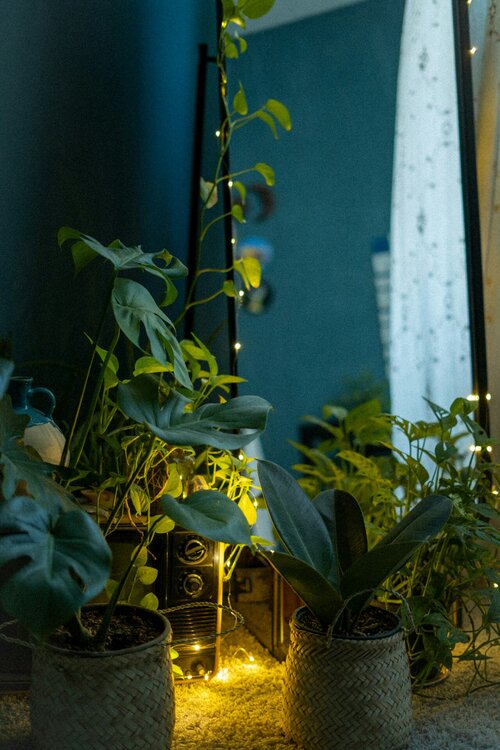 Welke 5 planten vervangen je kerstboom - Groen van bij ons