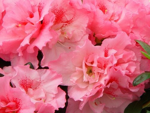 Welke interieurkleuren combineren mooi met azalea's - Groen van bij ons