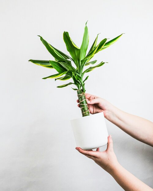Welke planten kies je als starterset - Groen van bij ons