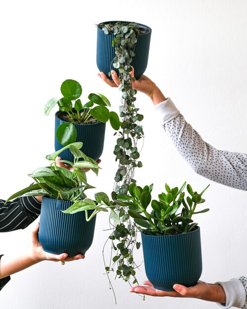 Welke planten kies je als starterset - Groen van bij ons