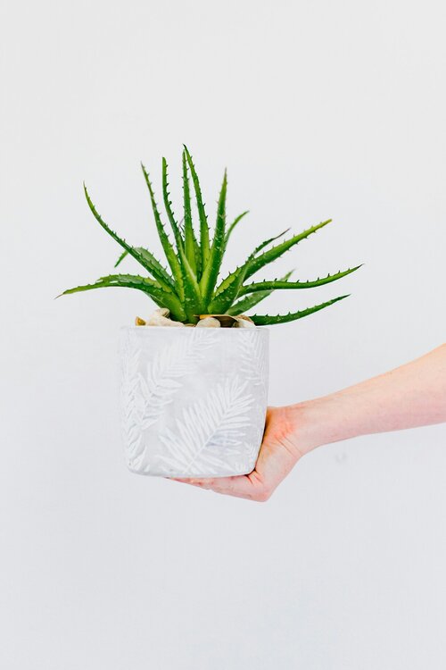Welke planten verbeteren je slaap - Groen van bij ons