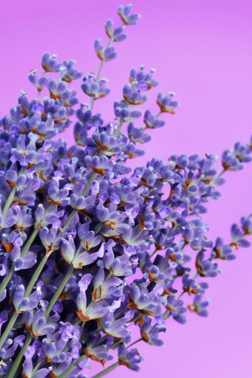 Welke planten verbeteren je slaap - Groen van bij ons
