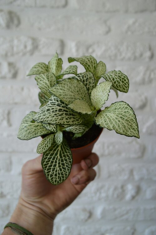 Welke planten voor je kantoor - Groen van bij ons