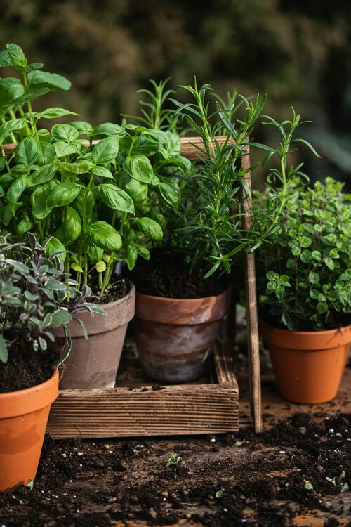 Welke planten zijn ideaal voor in de keuken - Groen van bij ons