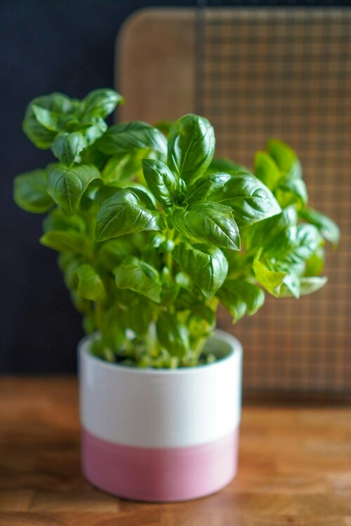 Welke planten zijn ideaal voor in de keuken - Groen van bij ons
