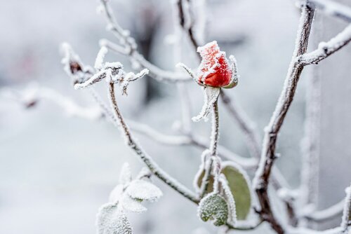 Winterbloeiers - Groen van bij ons