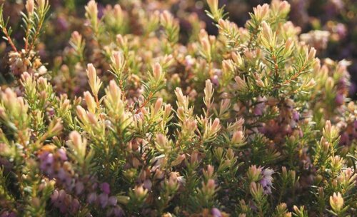 Winterheide - GroenVanBijOns.be
