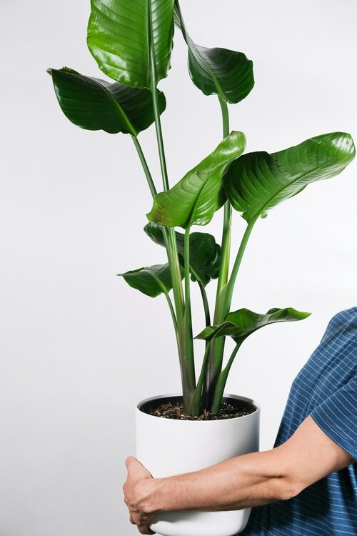 XXL kamerplanten - Groen van bij ons