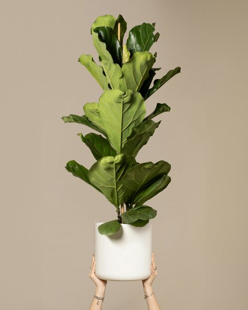 XXL kamerplanten - Groen van bij ons