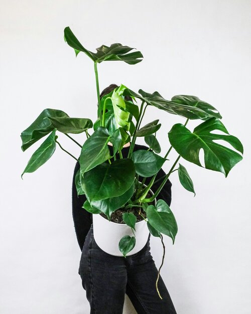 XXL kamerplanten - Groen van bij ons