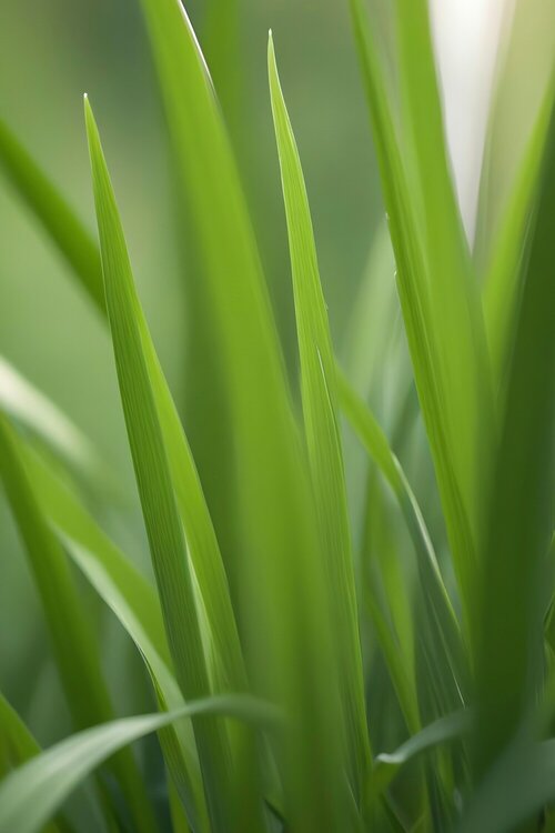 Zaadmengsels voor gazons - Groen van bij ons