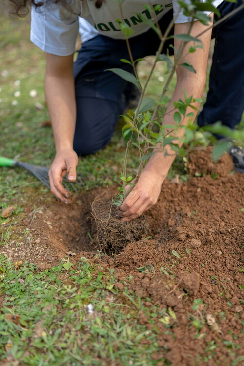 Zelf een boom planten - Groen van bij ons