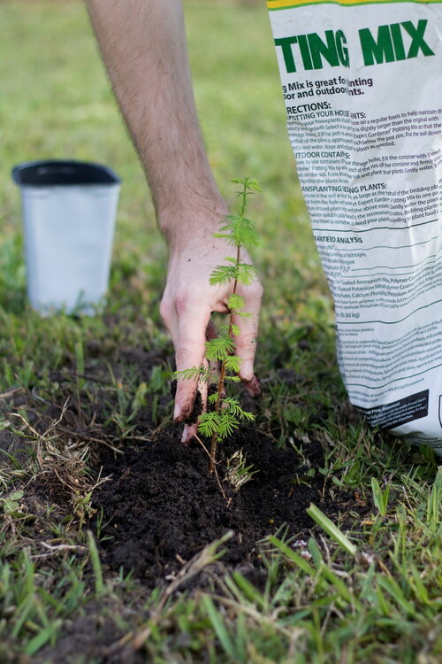 Zelf een boom planten - Groen van bij ons