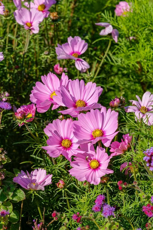 Zomerbloemen kweken - Groen van bij ons