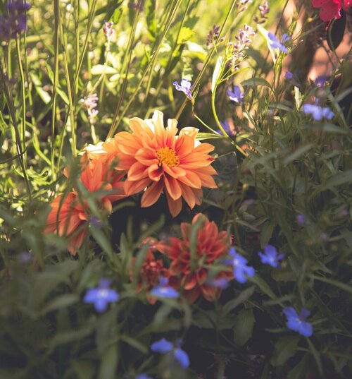 Zomerse perkplanten - Groen van bij ons