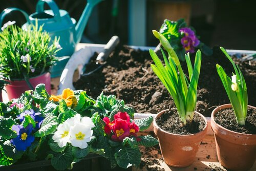 Zomerse perkplanten - Groen van bij ons