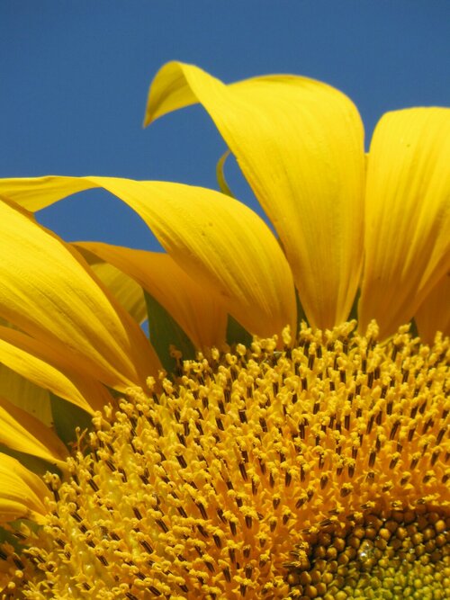 Zonnebloemen - Groen van bij ons