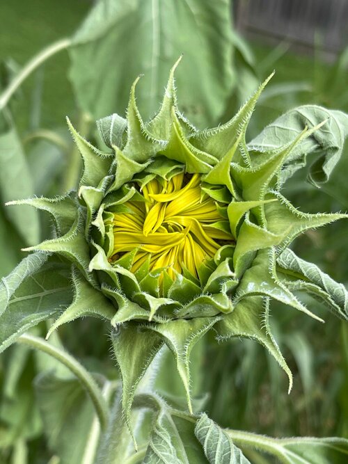 Zonnebloemen - Groen van bij ons