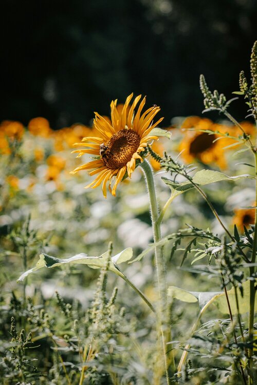 Zonnebloemen - Groen van bij ons
