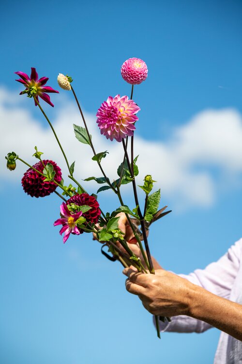 bio bloemen in hand