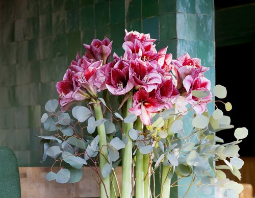 Amaryllis - GroenVanBijOns.be