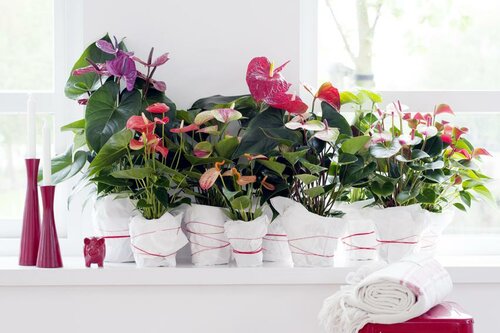 Anthurium