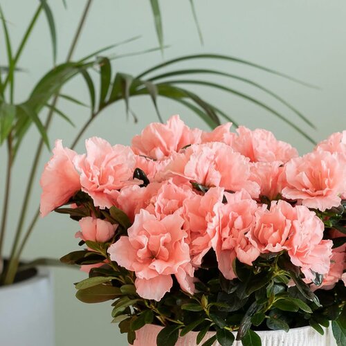 azalea verzorgen - Groen van bij ons