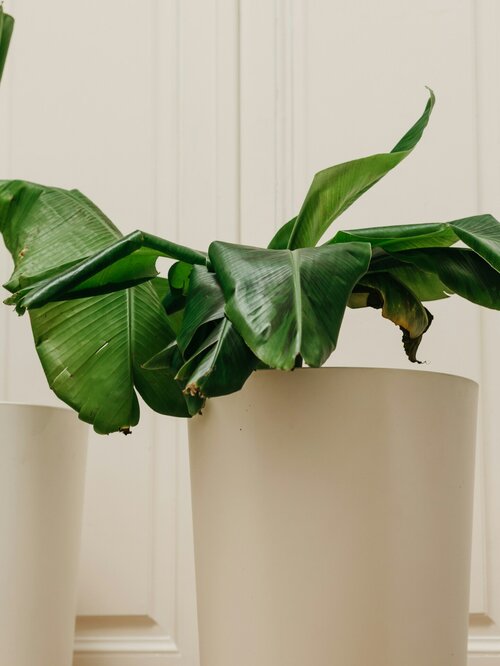 bananenplant verzorgen - Groen van bij ons