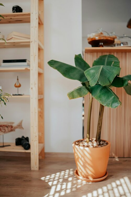 bananenplant verzorgen - Groen van bij ons