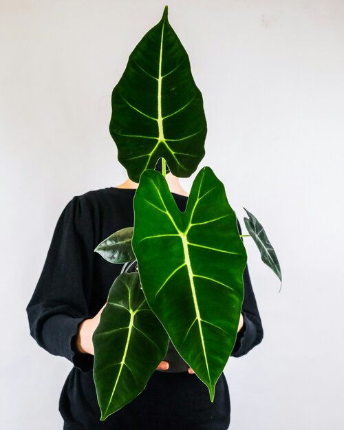bijzondere bladeren - Groen van bij ons