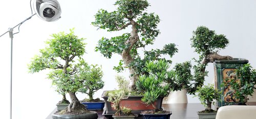 Bonsai