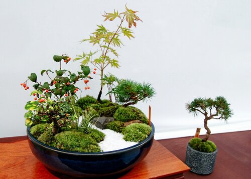 bonsai verzorgen - Groen van bij ons