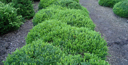 buxus