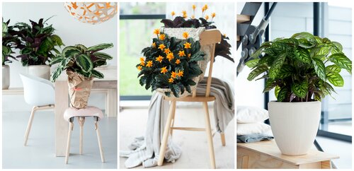 Calathea diverse soorten - Groen van bij ons