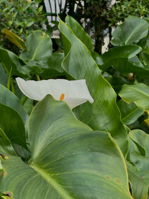 calla verzorgen - Groen van bij ons
