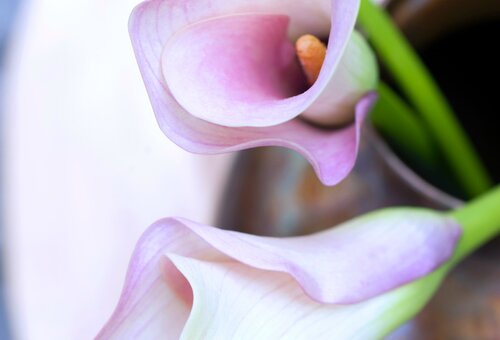 calla 