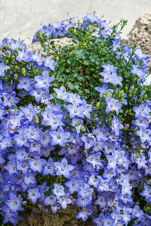 campanula verzorgen- Groen van bij ons