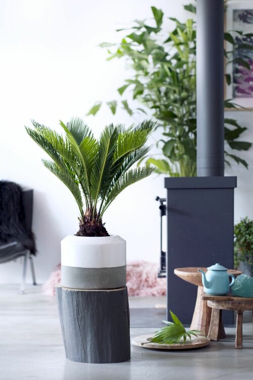 Cycaspalm - Groen van bij ons