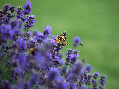 Lavendel