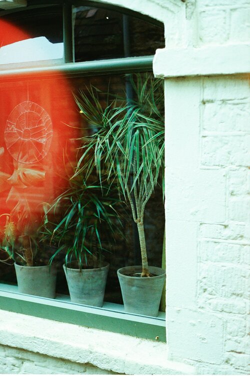 dracaena verzorgen - Groen van bij ons