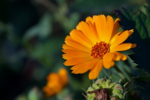Eetbare planten - Groen van bij ons